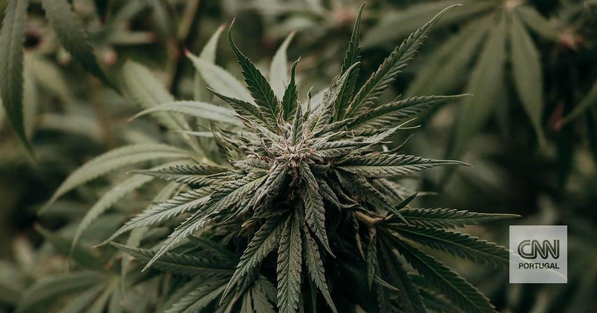 Só há mil doentes a recorrer à canábis medicinal em Portugal