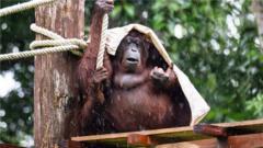 Tourist attractions call for changes to weather apps over 'misleading' rain icons