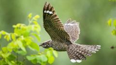 Elusive nightjar birds making remarkable comeback, conservationists say